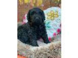Goldendoodle Puppy for sale in Clearwater, MN, USA