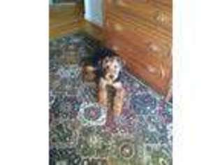Airedale Terrier Puppy for sale in Ruskin, FL, USA