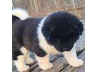 Akita Puppy for sale in Clayton, OH, USA