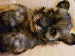 Mutt Puppy for sale in Munford, AL, USA