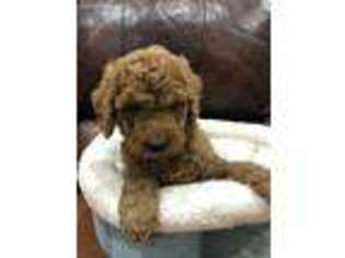 Goldendoodle Puppy for sale in Woodleaf, NC, USA