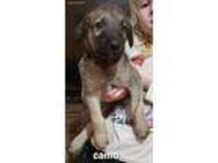 Irish Wolfhound Puppy for sale in New Carlisle, OH, USA