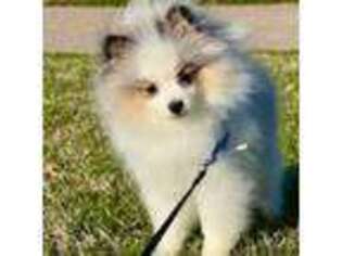 Pomeranian Puppy for sale in Memphis, TN, USA