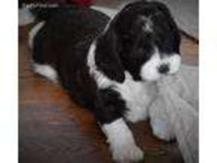Mutt Puppy for sale in Annandale, MN, USA