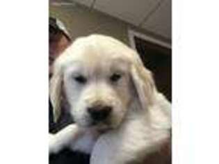 Mutt Puppy for sale in Bloomsburg, PA, USA