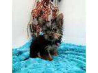 Yorkshire Terrier Puppy for sale in Marcellus, MI, USA