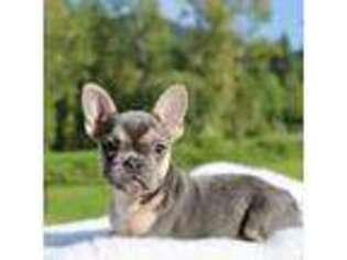 French Bulldog Puppy for sale in Castle Rock, WA, USA