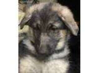 German Shepherd Dog Puppy for sale in Uxbridge, MA, USA