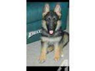German Shepherd Dog Puppy for sale in PERKASIE, PA, USA
