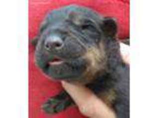 Rottweiler Puppy for sale in Emerald Isle, NC, USA
