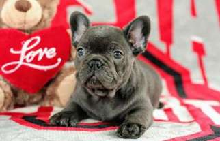 French Bulldog Puppy for sale in Avon Lake, OH, USA