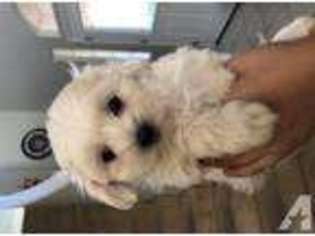Mutt Puppy for sale in SANTA MARIA, CA, USA