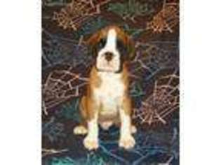 Boxer Puppy for sale in Dunnville, KY, USA