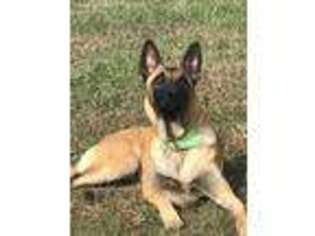 Belgian Malinois Puppy for sale in Fordland, MO, USA