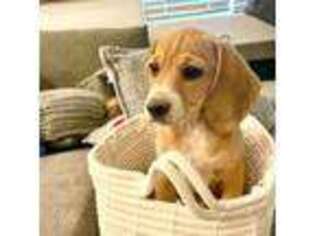Beagle Puppy for sale in Phoenix, AZ, USA