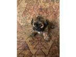 Yorkshire Terrier Puppy for sale in Phoenix, AZ, USA