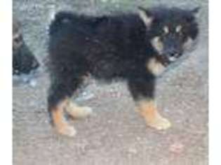 Mutt Puppy for sale in Willows, CA, USA
