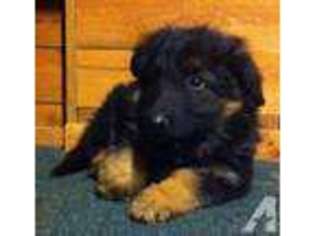 German Shepherd Dog Puppy for sale in GRANTS PASS, OR, USA