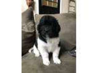 Newfoundland Puppy for sale in Sandpoint, ID, USA