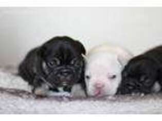 French Bulldog Puppy for sale in Purcellville, VA, USA