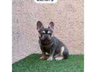 French Bulldog Puppy for sale in Apple Valley, CA, USA