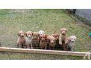 Labradoodle Puppy for sale in COLUMBIA FALLS, MT, USA