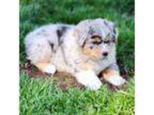 Miniature Australian Shepherd Puppy for sale in Riverside, CA, USA