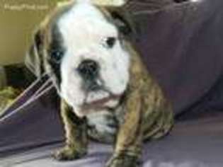 Bulldog Puppy for sale in Minden, NV, USA