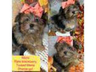 Shorkie Tzu Puppy for sale in Tacoma, WA, USA