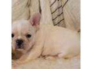 French Bulldog Puppy for sale in Farmington, MO, USA