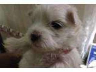 Maltese Puppy for sale in JAMAICA, NY, USA