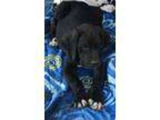 Great Dane Puppy for sale in Amherst, VA, USA