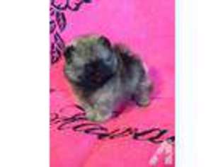 Pomeranian Puppy for sale in LEBANON, OR, USA