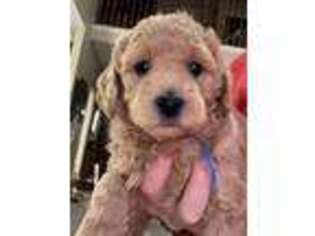 Goldendoodle Puppy for sale in Blacklick, OH, USA