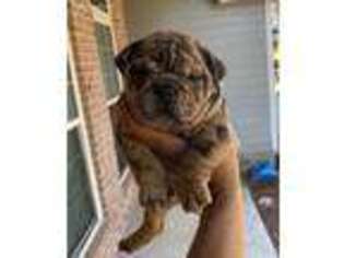 Bulldog Puppy for sale in Valdosta, GA, USA