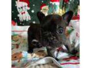 French Bulldog Puppy for sale in Wilkesboro, NC, USA