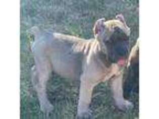 Cane Corso Puppy for sale in Bellflower, CA, USA