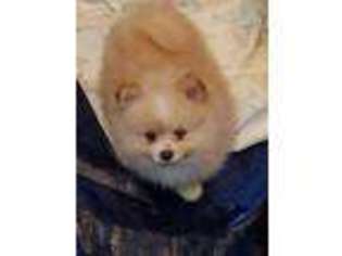Pomeranian Puppy for sale in Waldorf, MD, USA