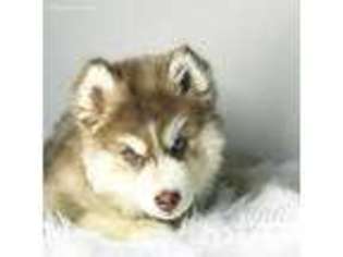 Siberian Husky Puppy for sale in Appleton, WI, USA