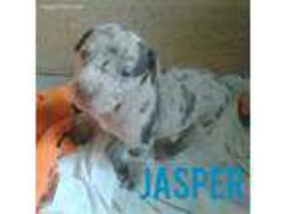 Catahoula Leopard Dog Puppy for sale in Mcclusky, ND, USA