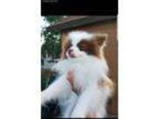 Pomeranian Puppy for sale in Caldwell, ID, USA