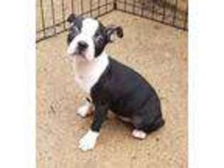 Boston Terrier Puppy for sale in Clintonville, WI, USA