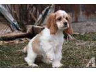 Cocker Spaniel Puppy for sale in MILFORD, IN, USA