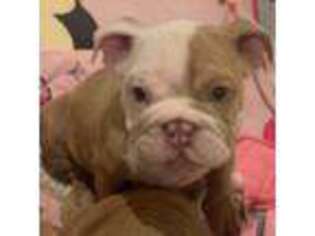 Bulldog Puppy for sale in Ortonville, MI, USA