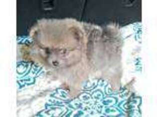 Pomeranian Puppy for sale in Rutherfordton, NC, USA