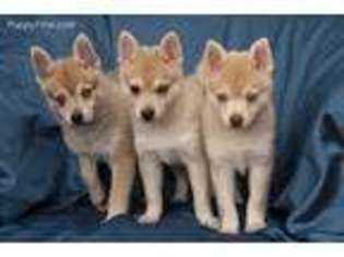 Alaskan Klee Kai Puppy for sale in Los Angeles, CA, USA