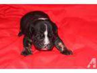 Olde English Bulldogge Puppy for sale in DALLAS, TX, USA