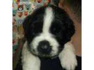 Saint Bernard Puppy for sale in Riverside, WA, USA