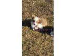 Pembroke Welsh Corgi Puppy for sale in Greenfield, IA, USA