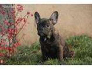 French Bulldog Puppy for sale in Lake Forest, IL, USA